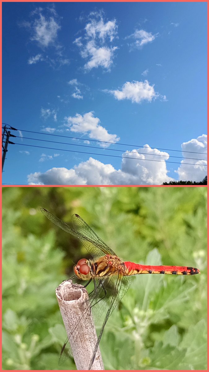 SnowChild423424's tweet photo. #イマソラ #sky  #dragonfly 
#トンボ　#アキアカネ https://t.co/oPvhBwW3v6