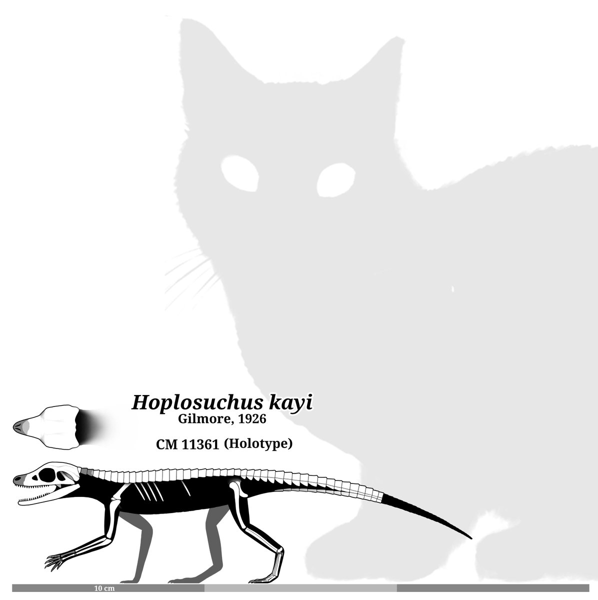 LiterallyMiguel's tweet photo. Hoplosuchus kayi, apex predator of the morrison, ate sauropods alive by the regular, and is in serious need of a CT scanning and revision since it was described as a late-surviving aetosaur in 1926

discovered in a fun way too during a mining explosion https://t.co/SucDr0va8S