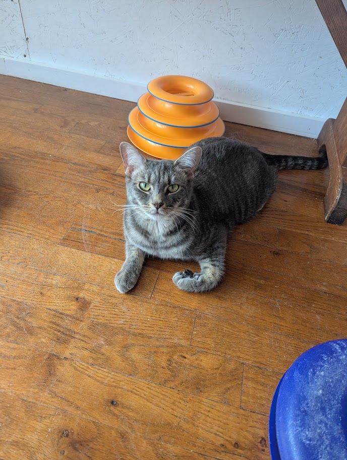 MeWowCatCafe's tweet photo. Thanks for coming in to play with us today, hoomans! See you tomorrow? We hope so because it makes our day! And you guys look pretty happy, too ... π½β€
#mewowcatcafe #catcafe #catlovers #cat #kittens #kittylove #thankyou https://t.co/nvxJQ1q5qJ