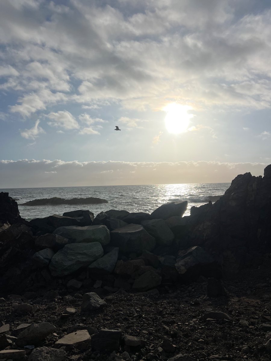 Lucajat's tweet photo. ☀️

#doglovers #antofagasta https://t.co/CWWLNn7nTk