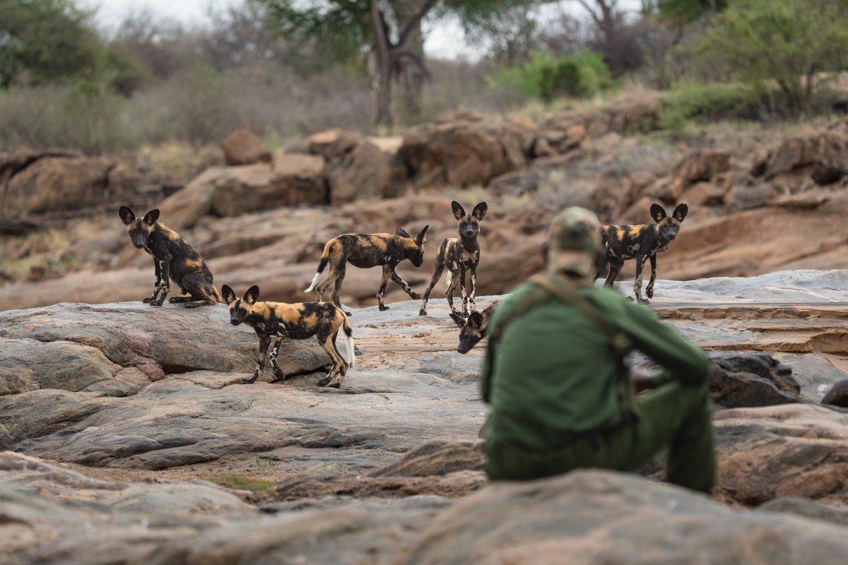 SheldrickTrust's tweet photo. Wild dogs are incredibly inquisitive by nature – and with our SWT/KWS Anti-Poaching rangers taking a break on patrol, it’s hard to tell who is watching whom.

Behind this quiet encounter is years of boots-on-the-ground conservation, protecting Tsavo’s wildlife and habitats and helping this endangered species return to an area where they had all but disappeared. Today, multiple large packs can be found in Tsavo – if you know where to look.

Your support makes this possible. https://t.co/NVpsbuFaAn