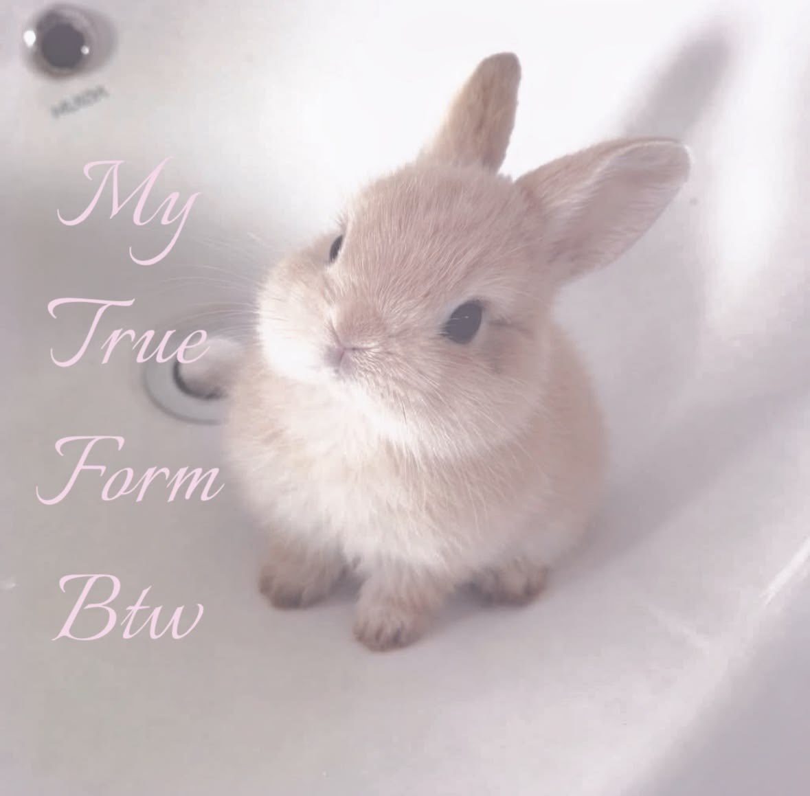 bunniposts's tweet photo. https://t.co/9KNQsGCaIx