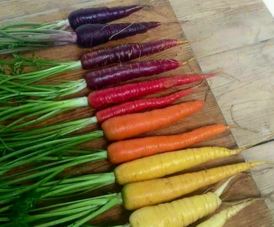 BarbaraBro2l's tweet photo. Carrots were originally purple, white, yellow, and red. The orange carrots we know today became popular after Dutch farmers selectively bred them in the 16th–17th centuries. https://t.co/pYifdcRCEP