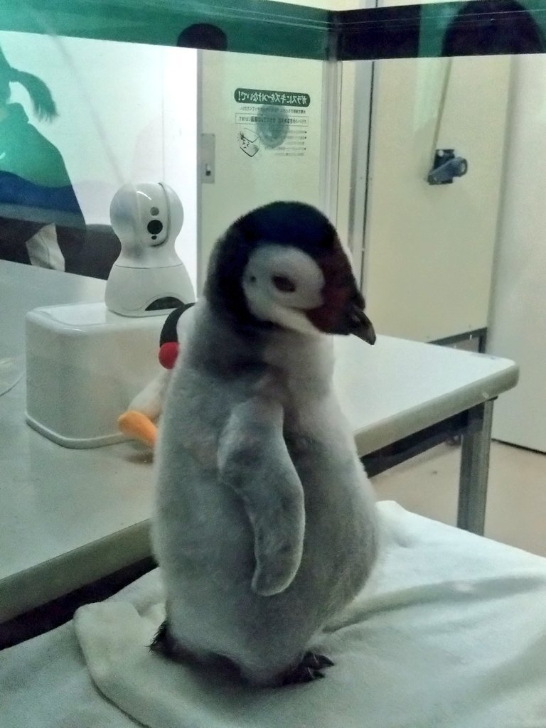 chuandaochunzi's tweet photo. ㊗️44番よよちゃん🐧　1歳のお誕生日おめでとう🎉💐🐟️　これからも健康でみんなに愛されてね😊

左:25年11月　右:26年9月
#エンペラーペンギン　#アドベンチャーワールド https://t.co/L8rfr3eJTF