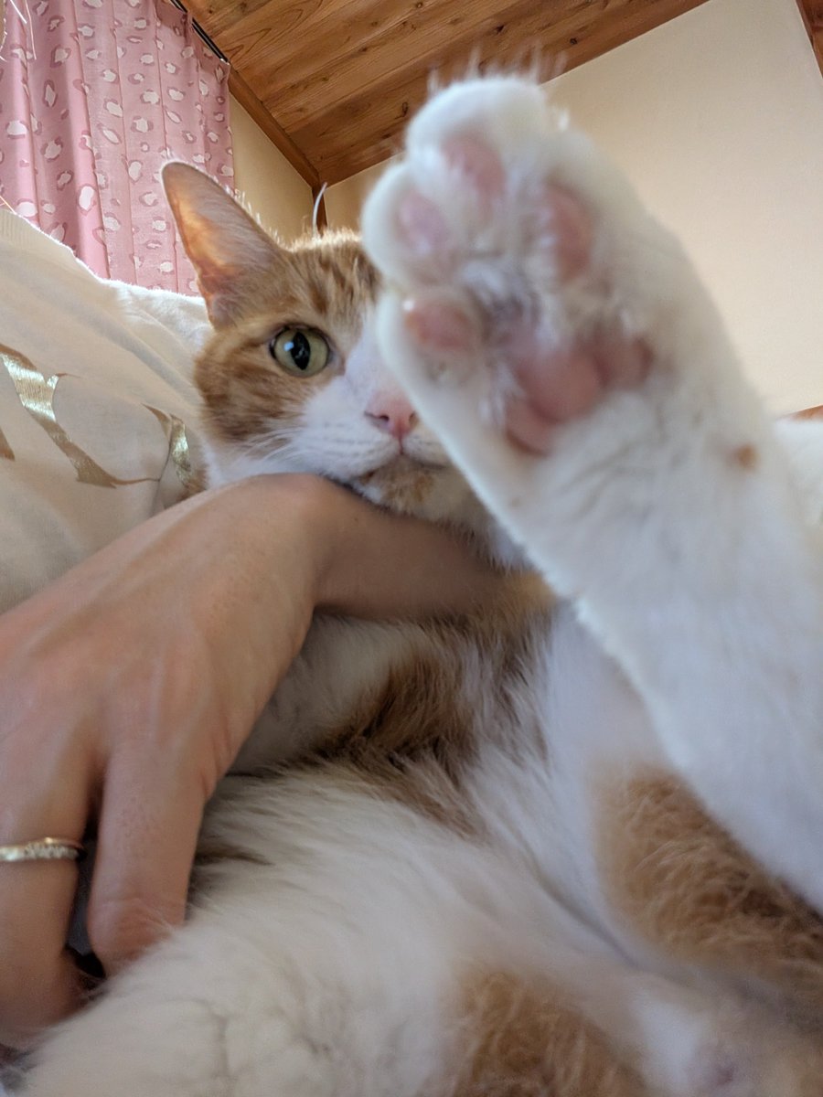 2026neko3's tweet photo. トラちゃんの肉球♥️

#猫好きさんと繋がりたい
#多頭飼い
#猫好き https://t.co/zqYZwOtLhR
