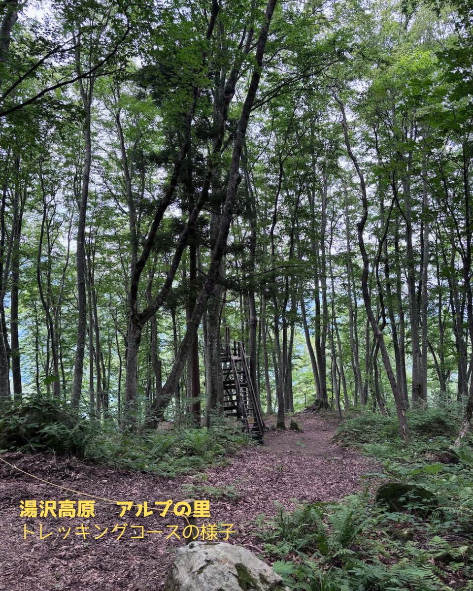 nishiki_ac's tweet photo. 【一人女呑んベー旅記】
新潟・初夏の越後湯沢観光スポット開拓編（2026年7月）3/9
グリーンシーズン
湯沢ロープウェイ＋大峰山トレッキング https://t.co/Z1035CEt95
