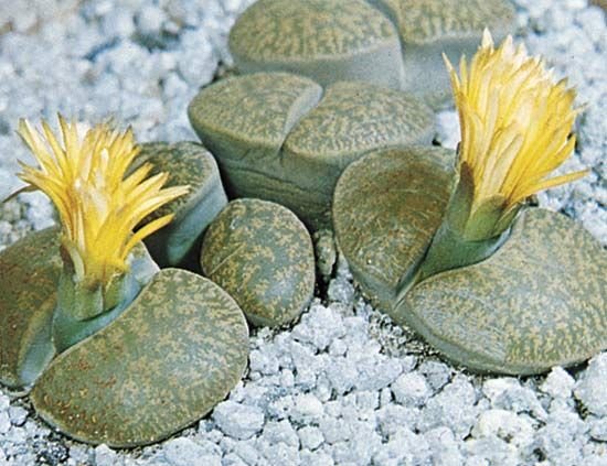 AcervoGlimmora's tweet photo. 5 (TAMBÉM TEM CONCEITO DE PLANTA!): A GLIMMORA TAMBÉM SE INSPIRA EM SUCULENTAS AFRICANAS, SE CAMUFLANDO NO AMBIENTE AO PARECEREM PEDRAS BRUTAS PARTIDAS AO MEIO (É UM POKÉMON PEDRA NÉ?) https://t.co/cTbuf3Hw8B