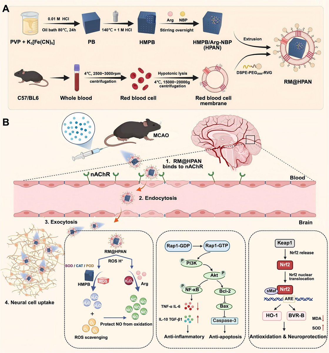 NeuralCell's tweet photo. In a mouse model of ischemic stroke, a novel multifunctional nanoplatform (RM@HPAN) targeted ischemic brain regions, reduced infarct volume from 29.4% to 3.8%, improved neurological scores, and suppressed oxidative stress and inflammation.

Read the study: https://t.co/H38jj0iCjC

Led by first author Shaofa Li and corresponding authors Lanqing Meng and Tong Li.

#StrokeResearch #Nanomedicine #Neuroscience