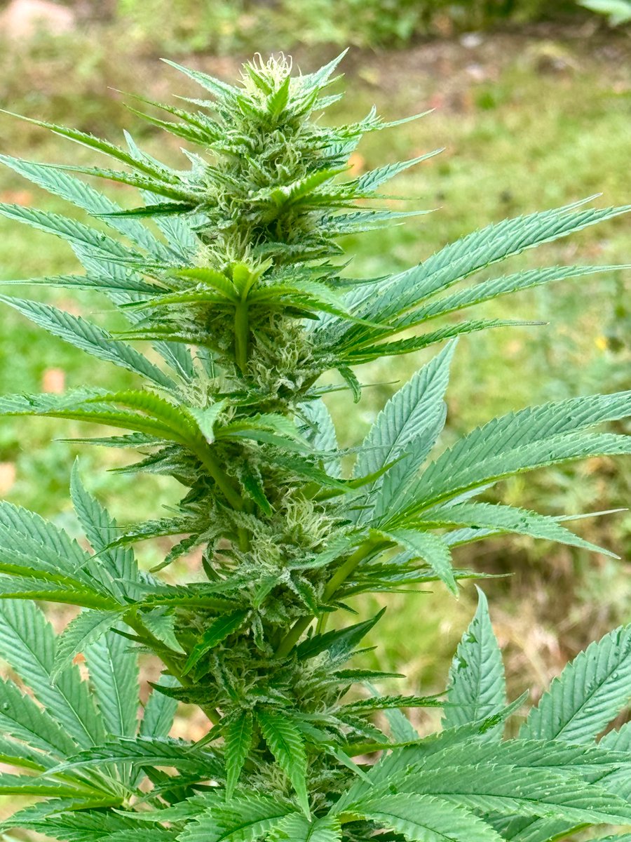 walker86579's tweet photo. @StonerDad Ahhhh Yes...... https://t.co/79yVGGSng8