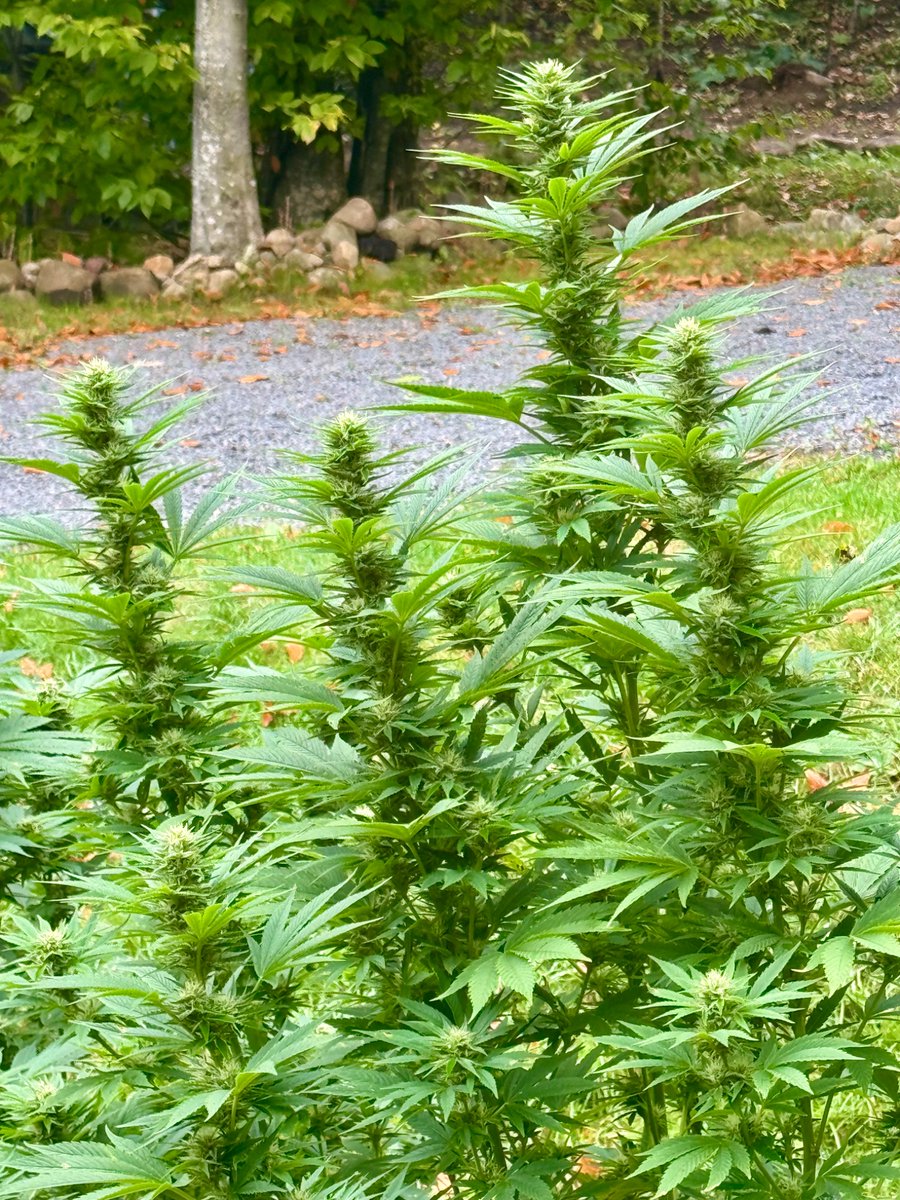 walker86579's tweet photo. @StonerDad Ahhhh Yes...... https://t.co/79yVGGSng8