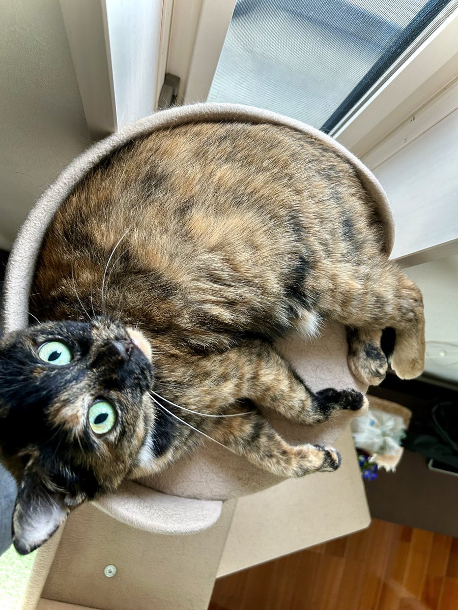P_caroto's tweet photo. 晴れてる
#サビ猫 https://t.co/mJ3sBDpre7
