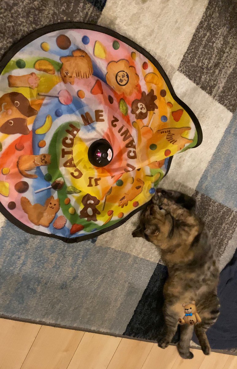 urashima_itooo's tweet photo. 「野生？なにそれ？？」

そしてこの顔である🐈

#猫 #猫かわいいね #保護猫 #cat https://t.co/QgXSxJ9oKX