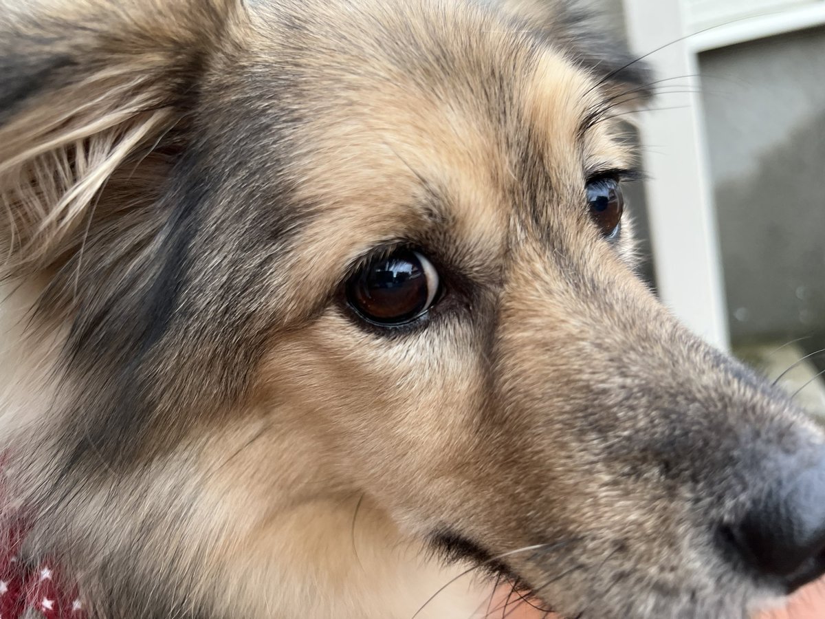 majorinko's tweet photo. 朝んぽ🐶☔️ https://t.co/3aa5fv35dq