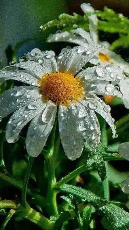 warp_ericp__645's tweet photo. The cool breeze gently blows, flowers bloom, and the sun shines bright—what a lovely morning! https://t.co/6W60YDJA65