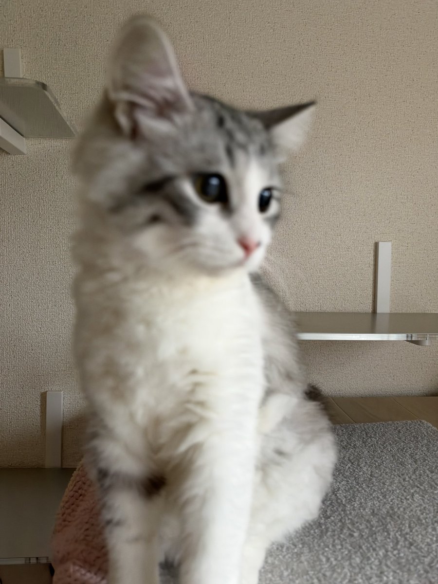 Belyusha tweet picture