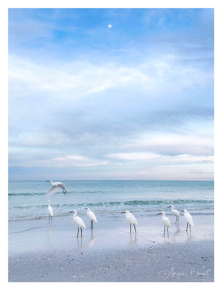 smile1fish's tweet photo. There were so many Snowy Egrets along the shore this morning. It was so beautiful with the moon still bright high in the sky. ~ Cortez Beach-Bradenton Beach (9-29-26) ❤️ 
📷 Angie Blunt #annamariaisland https://t.co/fKWUSlFpLJ