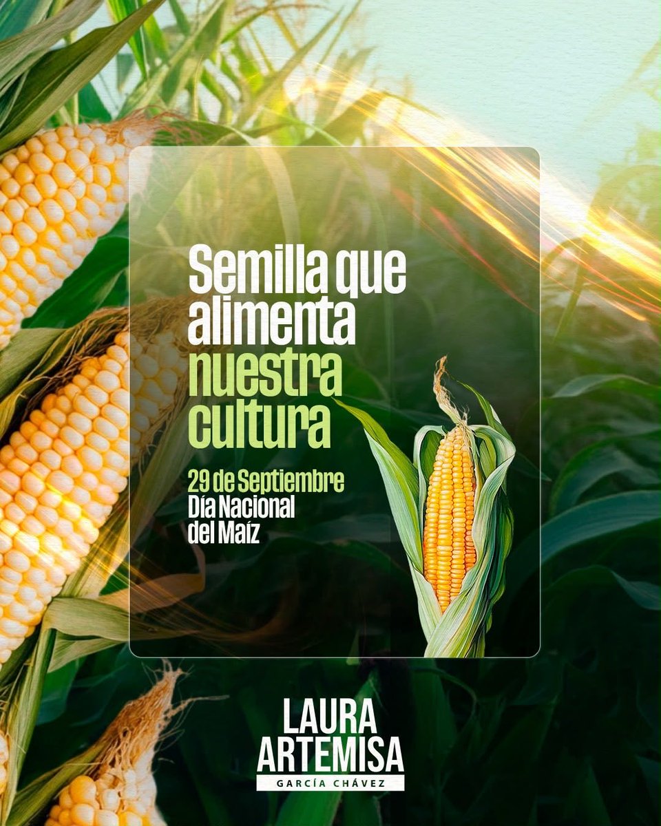 artemisa_laura's tweet photo. El maíz es memoria, identidad y sustento. En #Puebla se producen más de un millón de toneladas al año, gracias a las familias que trabajan el campo 🌽. 

En el Día Nacional del Maíz, celebramos la riqueza de nuestra tierra y reconocemos a las poblanas y los poblanos que mantienen vivas nuestras raíces y alimentan a #México 🌱.