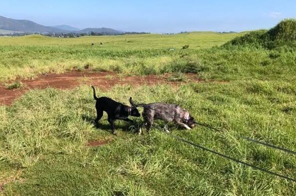 joe_ironman's tweet photo. Polu, Kala, and Scruffy insisting that they are still puppies and kittens on a Thirsty Thursday on the Ranch...
#hawaii #bigisland
#xoskinusa
#hawaiiultra #teamfireball
Noxgear lighted vests for you and your pets! https://t.co/gMUYlIrtug https://t.co/aixTOw0zNM