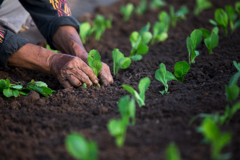 5gk7fRTioDlsk8G's tweet photo. Garden heart with rustic integrity, my soil wisdom speaks—authentic growth rooted deep. https://t.co/1gkNJrdGFr