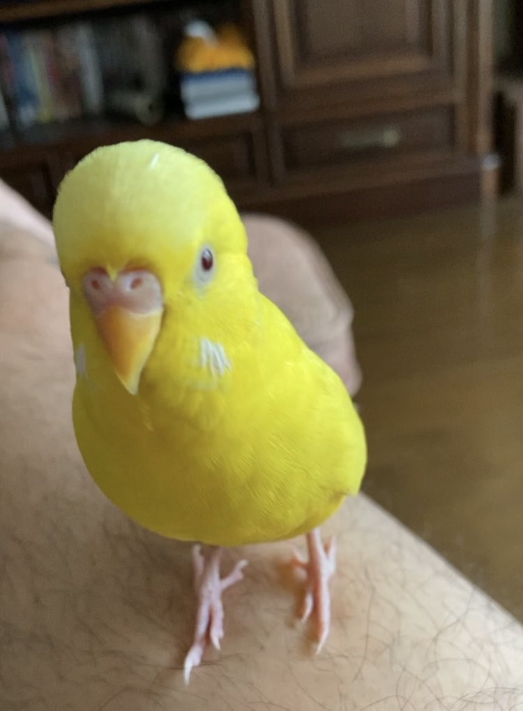 yamazaki519's tweet photo. 頭長っ🐤w https://t.co/EsSxoZtTyg
