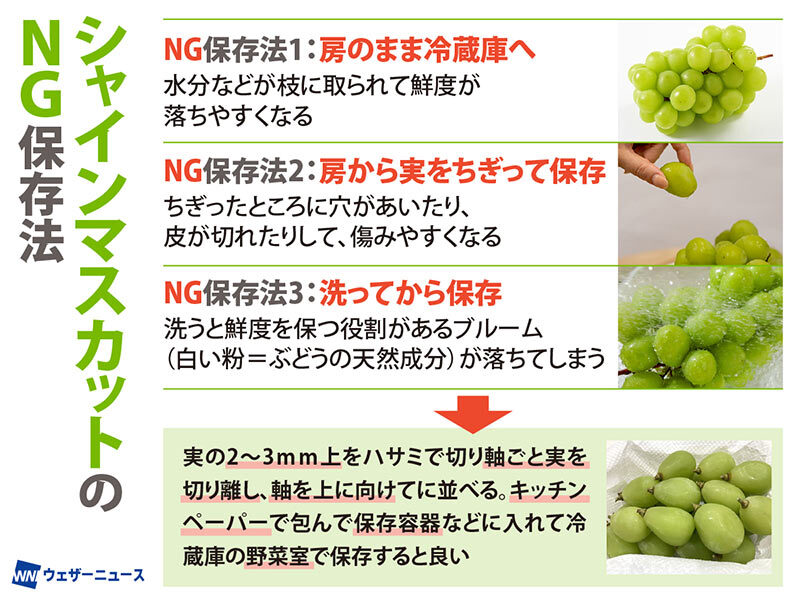 wni_jp's tweet photo. ＜シャインマスカットのNG保存法3選＞
見た目が美しく皮ごと食べられる手軽さで人気のシャインマスカット。追熟しないため、収穫直後が最もおいしい状態です。
冷凍保存する場合は水洗い後に密封して冷凍し、半解凍の状態で食べるのがおすすめです。
https://t.co/WhFGvhCgQa https://t.co/KMghl5UiO0