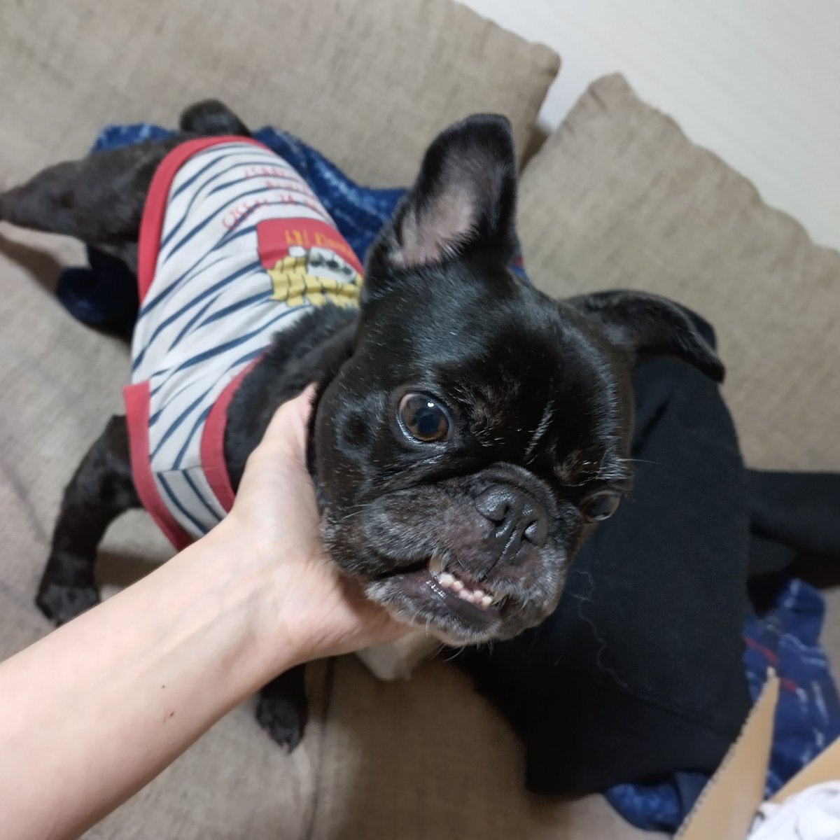 Loki76743841's tweet photo. 茨城県　迷い犬
誰かーこのコ探してませんか？？ https://t.co/hpIxgyyNaD
