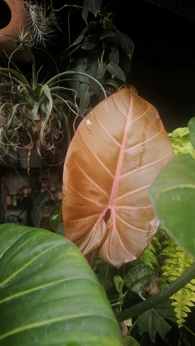 extraLio's tweet photo. Hello gorgeous!
🪴Philodendron Summer Glory
#plantito
#suloy https://t.co/4ii6HcDHWE