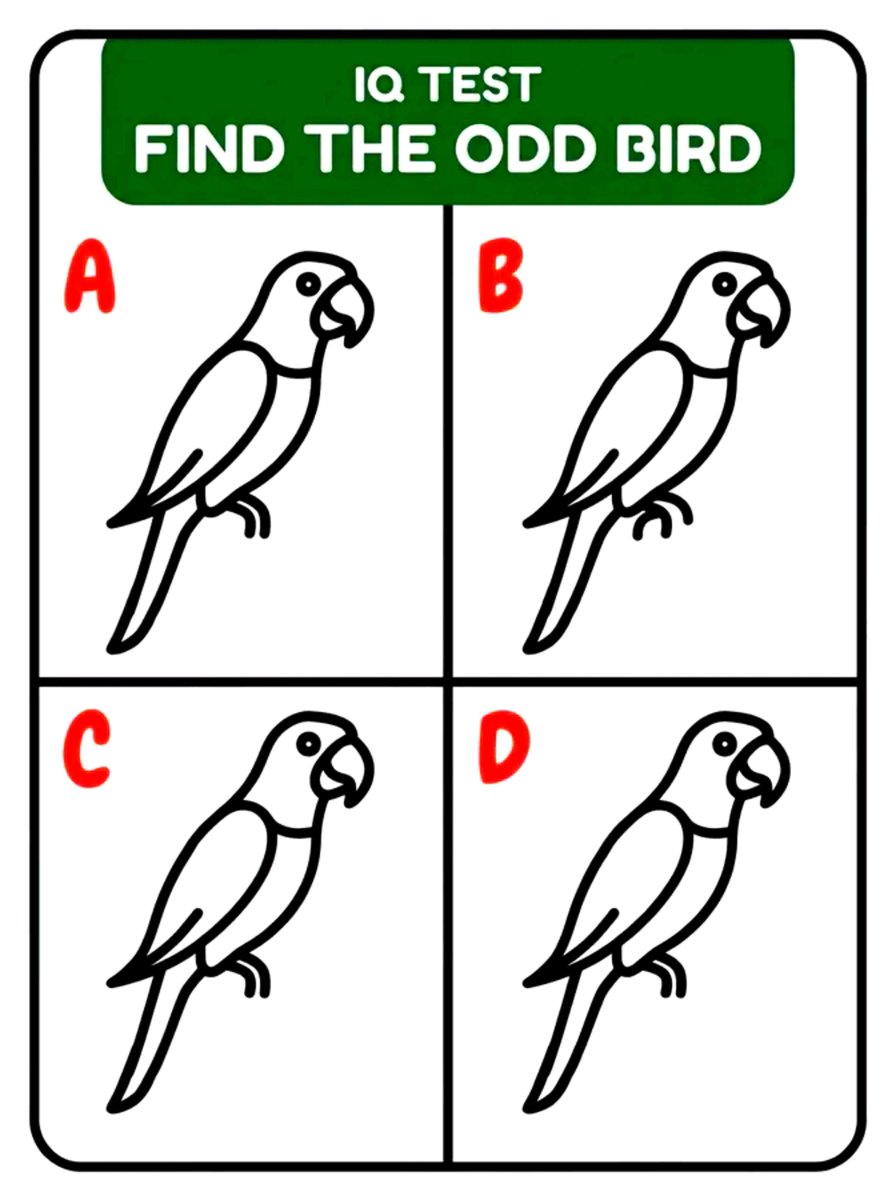SnapQueenz9245's tweet photo. Spot the Different Parrot https://t.co/B3f8rAU3tH