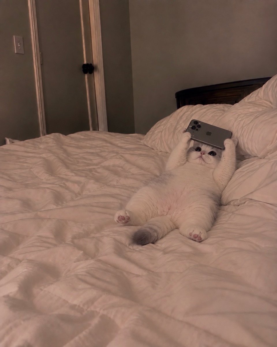catflixseries's tweet photo. Me https://t.co/Wc6PK7Ls9g