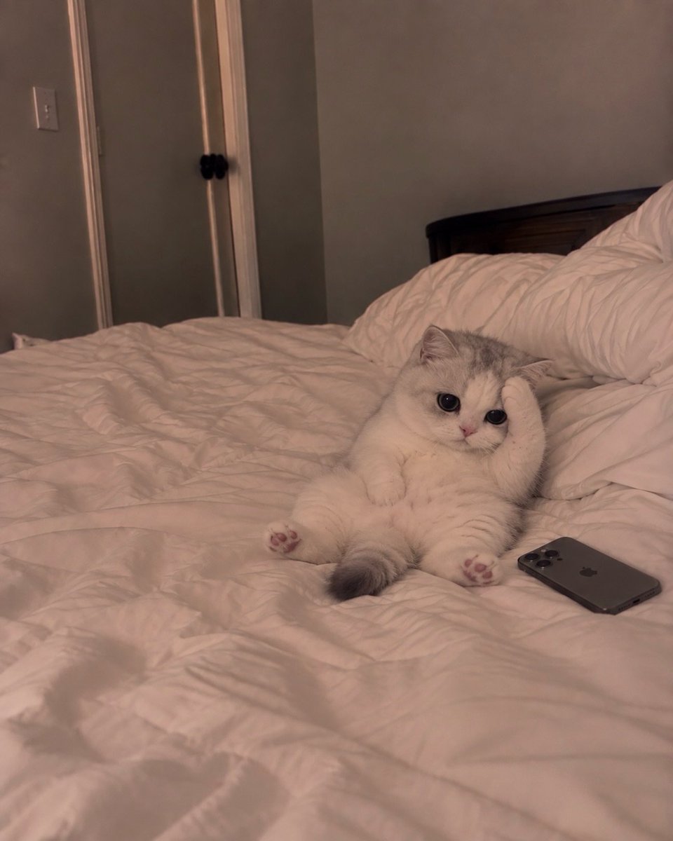 catflixseries's tweet photo. Me https://t.co/Wc6PK7Ls9g