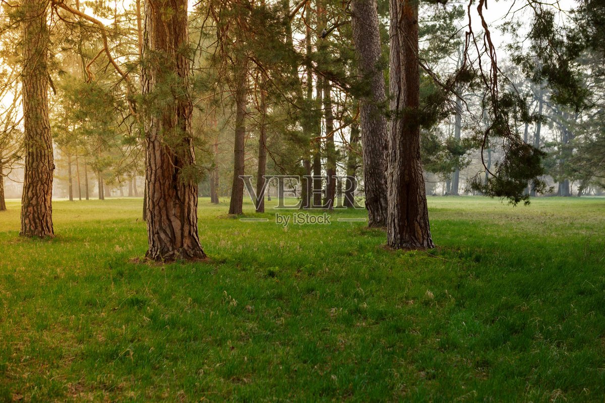 hey_cynth_6_213's tweet photo. [I found a cool place where pine branches sway gently and the subtle and pleasant fragrance lingers, it’s such a nice small corner!]， https://t.co/4QTGDKh1cn