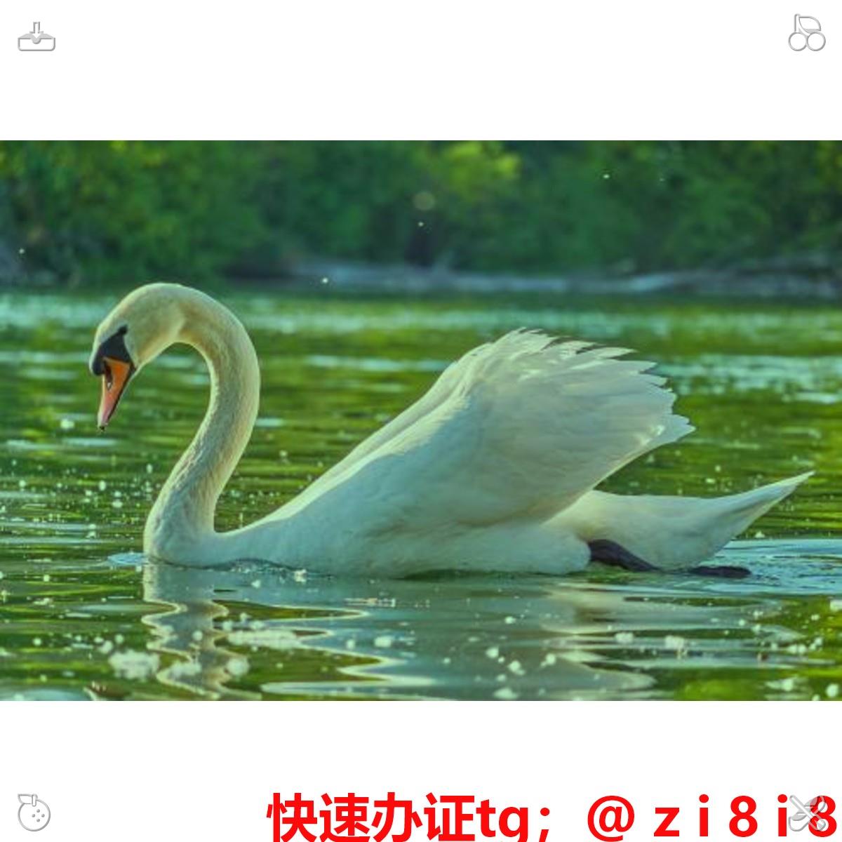 ivanxhtry's tweet photo. 🍡办证🥟刻🧈章🍈
🔎专业🎓快速🚍安全🥠
🌽诚信第一 👎支持👋担保⏲

阿富汗 塞内加尔 黑山 津巴布韦 圣基茨和尼维斯 护🚦照、签💋证、身份🦮证🐏
办📖可查🥣毕业📃证🌗雅思成绩单认证🏥留服认证🥄国家开放大学📭助理医师证📰烟草证🩹公务员证🥖计算机维修工证🏝残疾人证明

You are stronger https://t.co/xFhkh0INa6