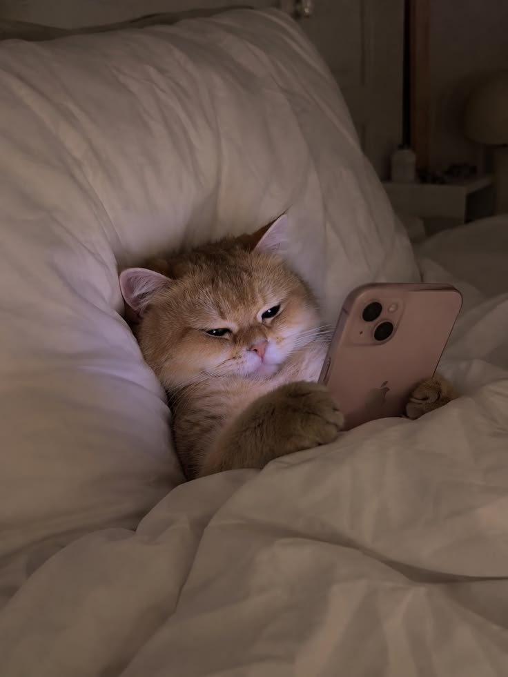 nekocatts's tweet photo. It's my day off https://t.co/iAzTFqDxYJ