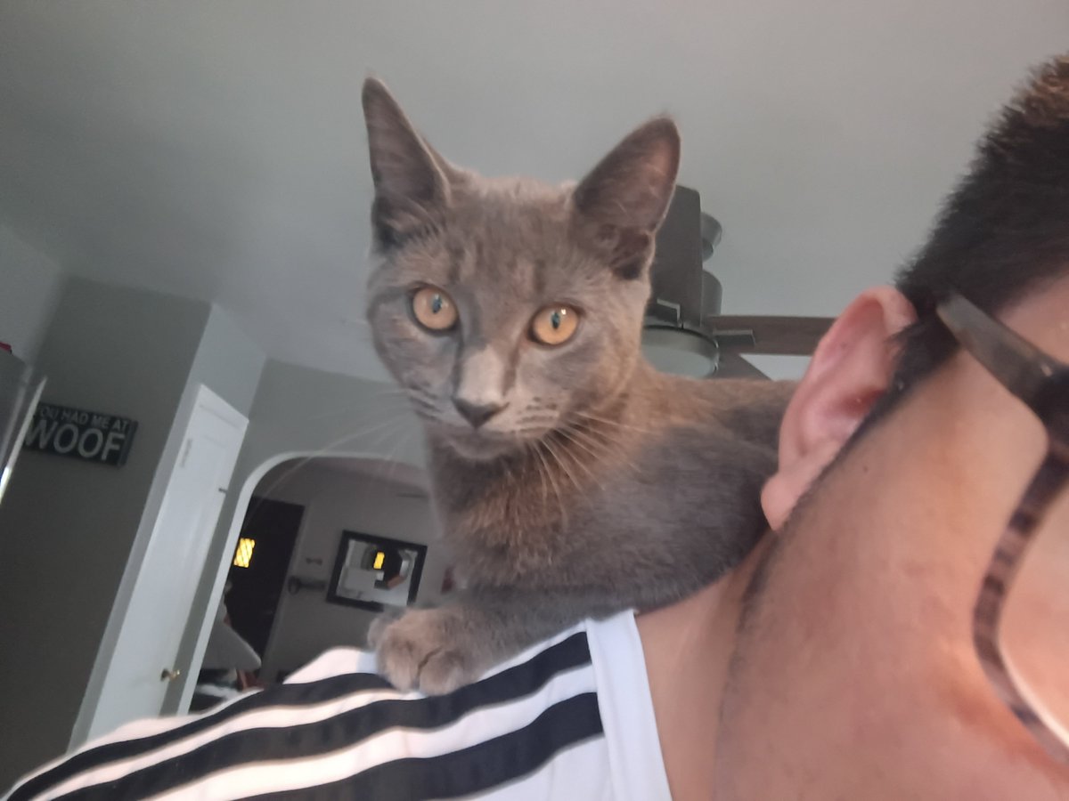 sigmamale0004's tweet photo. Goofy aah cat. https://t.co/zJ4ImYIn3x