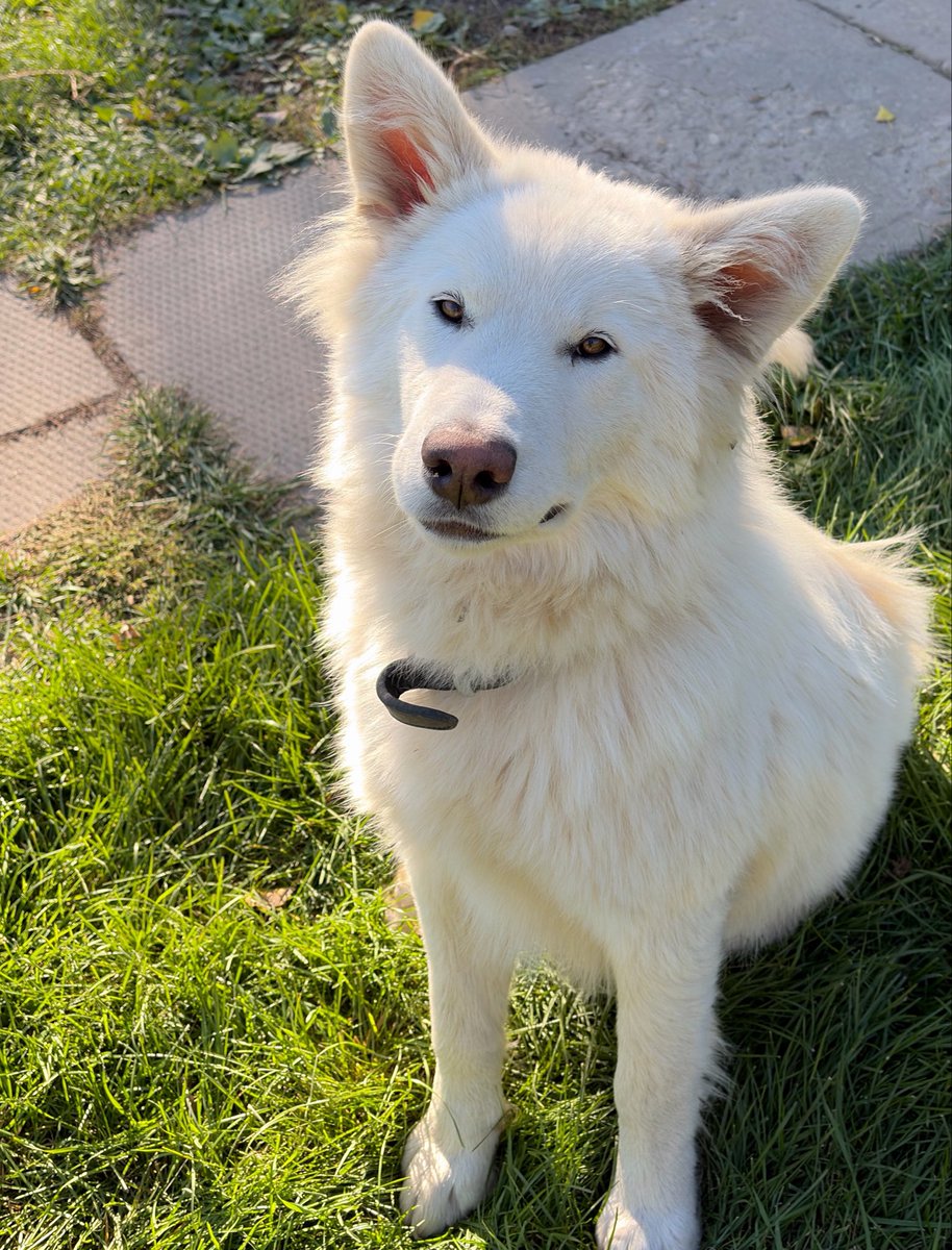 ethairl's tweet photo. Wally my handsome dog https://t.co/lmU5ZUa4s8