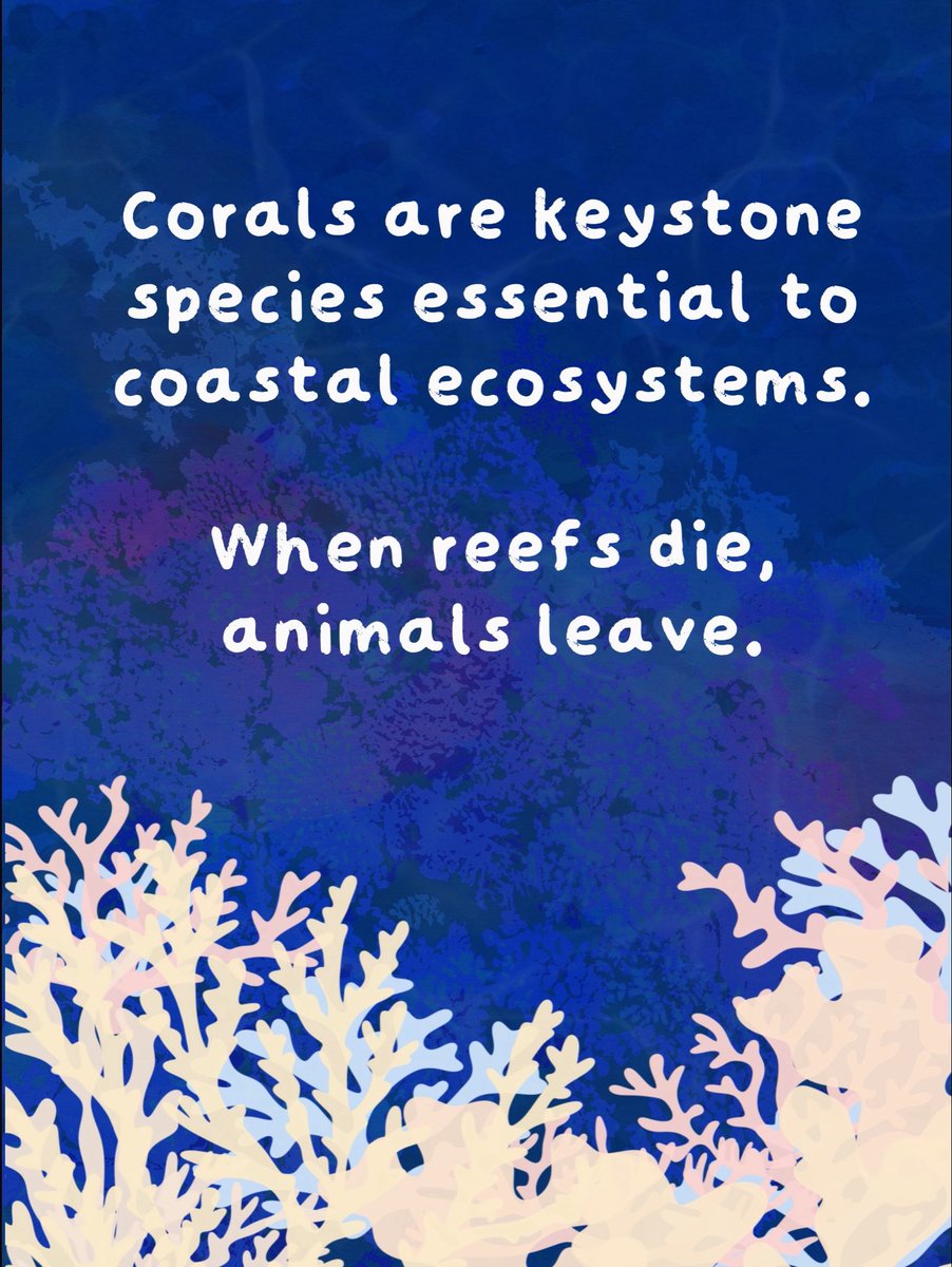 GayBreakfast's tweet photo. 🪸 In 2023 we snorkeled around the vibrant reefs of Tokashiki Island.

By 2025 the reef was dead.

🧵⬇️ https://t.co/1nJJamoHpz