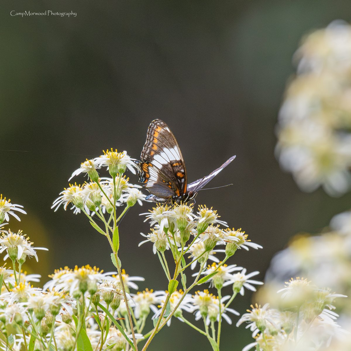 Campmorwood's tweet photo. This is a White Admiral Butterfly, should I have saluted? 😅 🦋❤️ 
#WhiteAdmiral #LimenitisArthemis #ButterflyPhotography #ButterfliesOfInstagram #Butterfly #Butterflies #MacroPhotography #WildlifePhotography #NaturePhotography  #NatureLovers #Wildlife #ExploreNature https://t.co/BQzQGIuODU