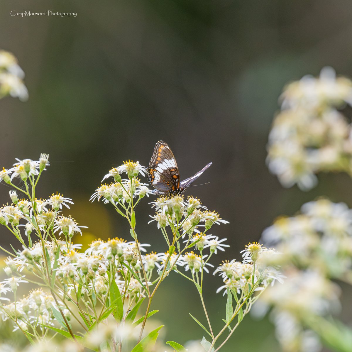 Campmorwood's tweet photo. This is a White Admiral Butterfly, should I have saluted? 😅 🦋❤️ 
#WhiteAdmiral #LimenitisArthemis #ButterflyPhotography #ButterfliesOfInstagram #Butterfly #Butterflies #MacroPhotography #WildlifePhotography #NaturePhotography  #NatureLovers #Wildlife #ExploreNature https://t.co/BQzQGIuODU