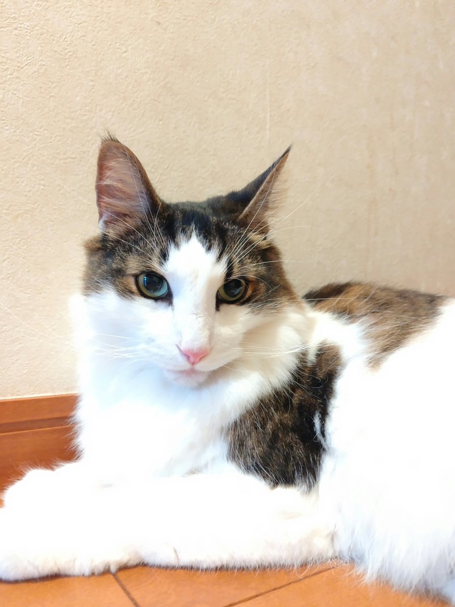 AkkochanM's tweet photo. ☀️おはようございます≽^◕⩊◕ ^≼

#ノルウェージャンフォレストキャット  #猫好きさんと繋がりたい  #猫のいる暮らし #猫集 https://t.co/DZ9voP9ikN
