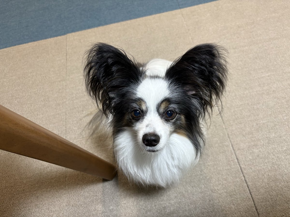 mapapy's tweet photo. パン🍞のおこぼれ、スタンバイオッケーです🐶 https://t.co/F0BKc072Ay
