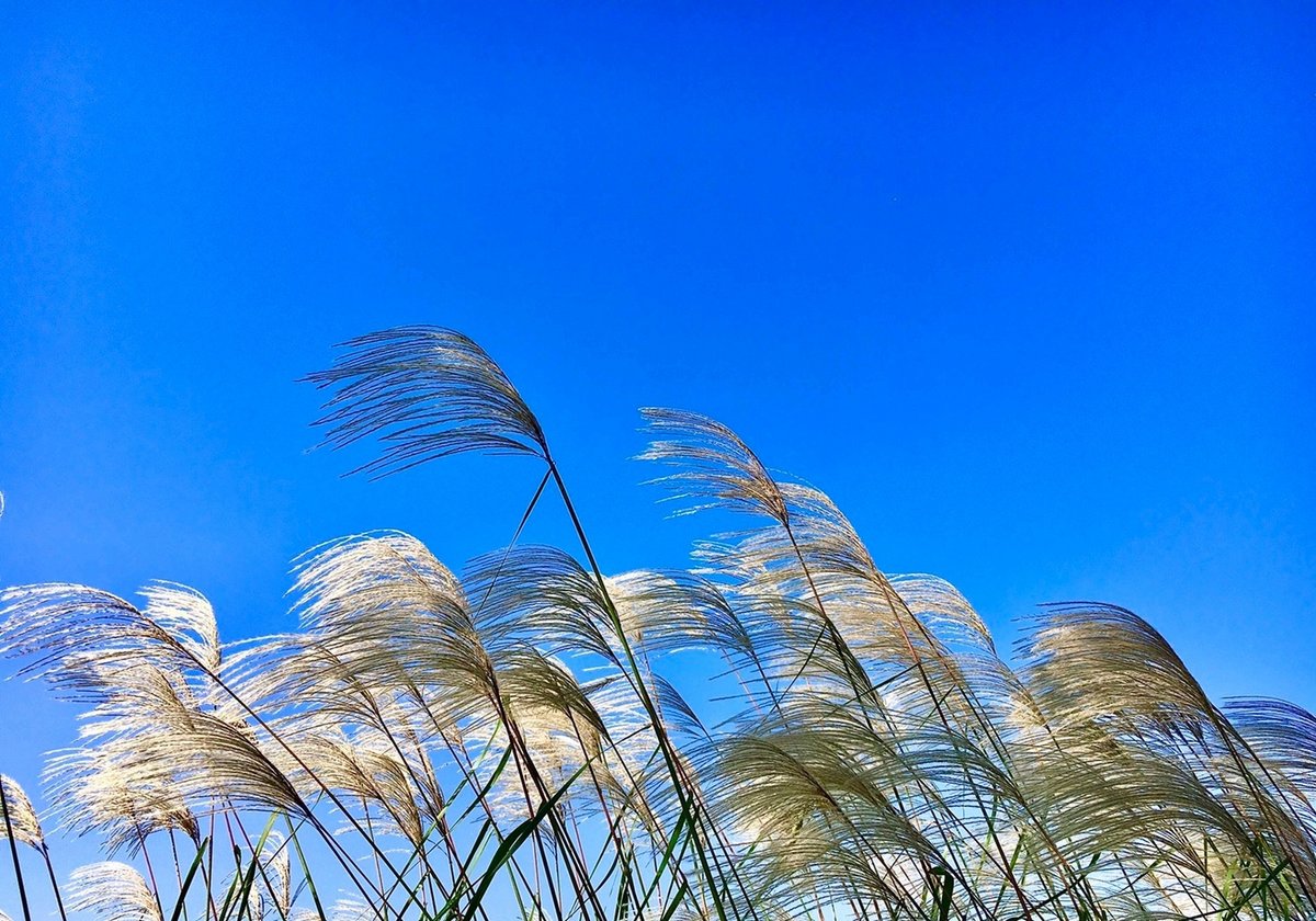 hakooshi_1's tweet photo. [The sun breaks through the clouds, warm light spreads, and the reed swaying gently in the breeze whispers good vibes for a lovely day]， https://t.co/5USyzlgkuB