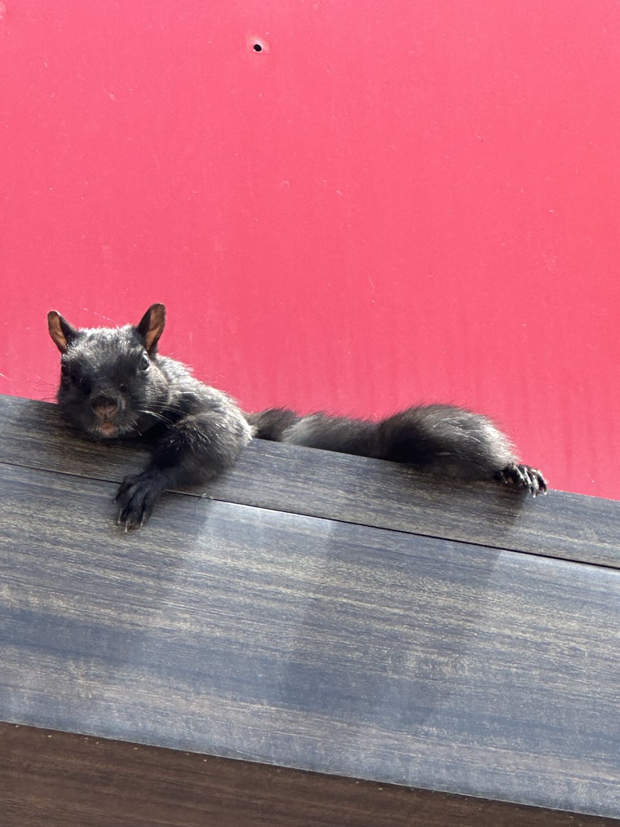 ARTnCOMMODITY's tweet photo. Nuts 🥜. That's what we want. https://t.co/WyWVMWgs7S