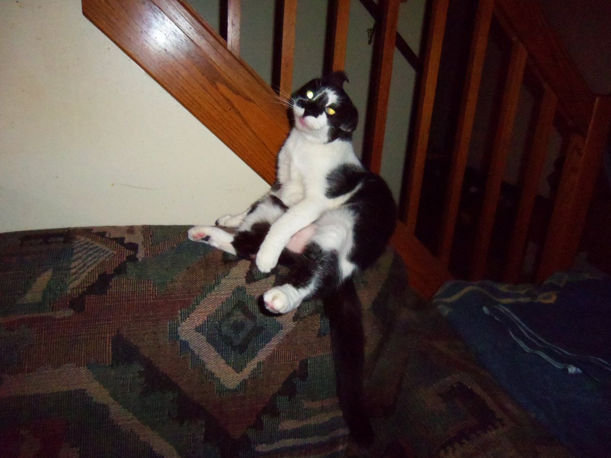 bill_xam's tweet photo. @fankaroline_ My cat. https://t.co/FTb0VCOi68