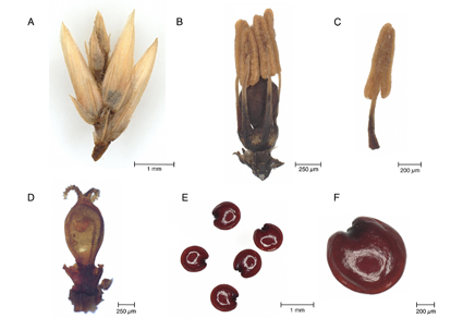 Phytotaxa's tweet photo. Amphoria, a new monotypic genus of #Amaranthaceae from the Pacific Coast of Mexico
#taxonomy
https://t.co/27kj7S8jHw https://t.co/bgqXZvnTca