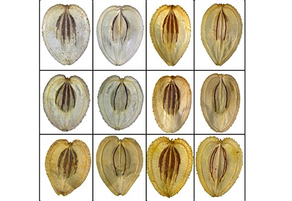 Phytotaxa's tweet photo. Fruit micromorphology and multivariate morphometrics reveal population differentiation in #StenotaeniaMacrocarpa Freyn &amp; Sint. (#Apiaceae) in #Türkiye
#taxonomy
https://t.co/1xWu4z9UCS https://t.co/15E9Rpq6H8