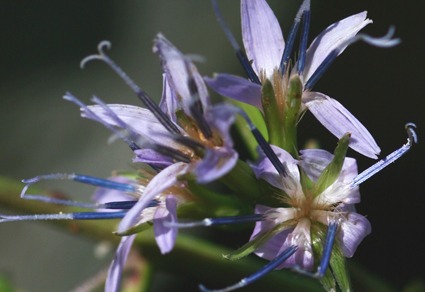 Phytotaxa's tweet photo. Faberia gongshanensis (#Asteraceae, #Cichorieae), a new species from Yunnan, #China
#taxonomy
#newspecies
https://t.co/4083vISn3b https://t.co/o19rSgoI0A