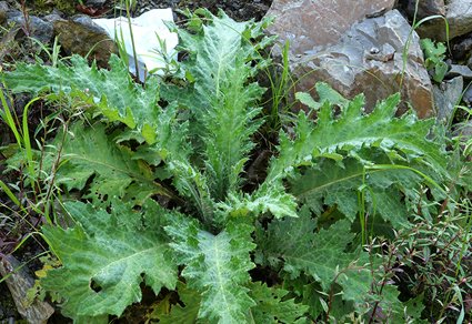 Phytotaxa's tweet photo. Taxonomic status of #Cirsium bolocephalum subsp. setschwanicum (#Asteraceae), with its reinstatement as C. setschwanicum
#taxonomy
https://t.co/tTwyDaAlZ0 https://t.co/0NhoQkF4bS