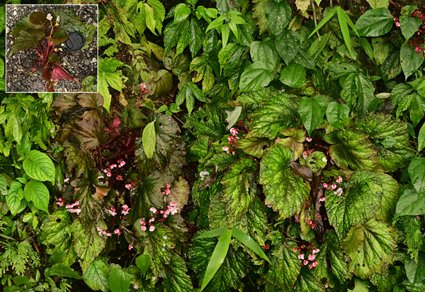 Phytotaxa's tweet photo. Begonia emarginata, sect. Platycentrum (#Begoniaceae) a new species from Arunachal Pradesh, #India
#taxonomy
#newspecies
https://t.co/j8zx2Zbuho https://t.co/I6wE40lMb0