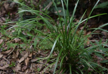 Phytotaxa's tweet photo. Ophiopogon longiscapus (#Asparagaceae), a new species from southeastern Yunnan, #China
#taxonomy
#newspecies
https://t.co/yZCm0apQ09 https://t.co/HRhWsW1V1m