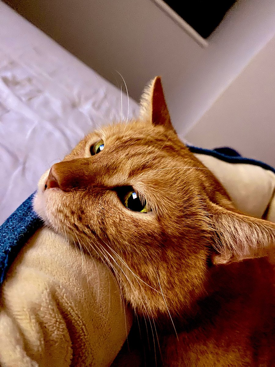 uzucatart's tweet photo. 一緒にテレビをみてる茶トラ🐈
#ねこ #猫 #cat #茶トラ #シャム猫 #保護猫 https://t.co/723K0Uj6lJ